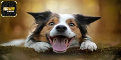 Nằm mơ thấy chó - Giải mã bí ẩn và chốt số đánh lớn 2 Chiêm bao thấy chó thì nên đánh số mấy?